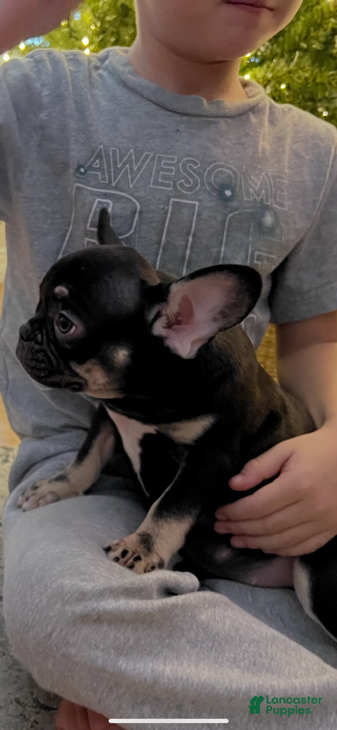 French Bulldog dogs for sale: Penelope  - Ad 1