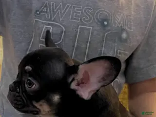 French Bulldog dogs Penelope - Ad 12