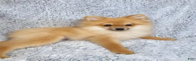 Ace