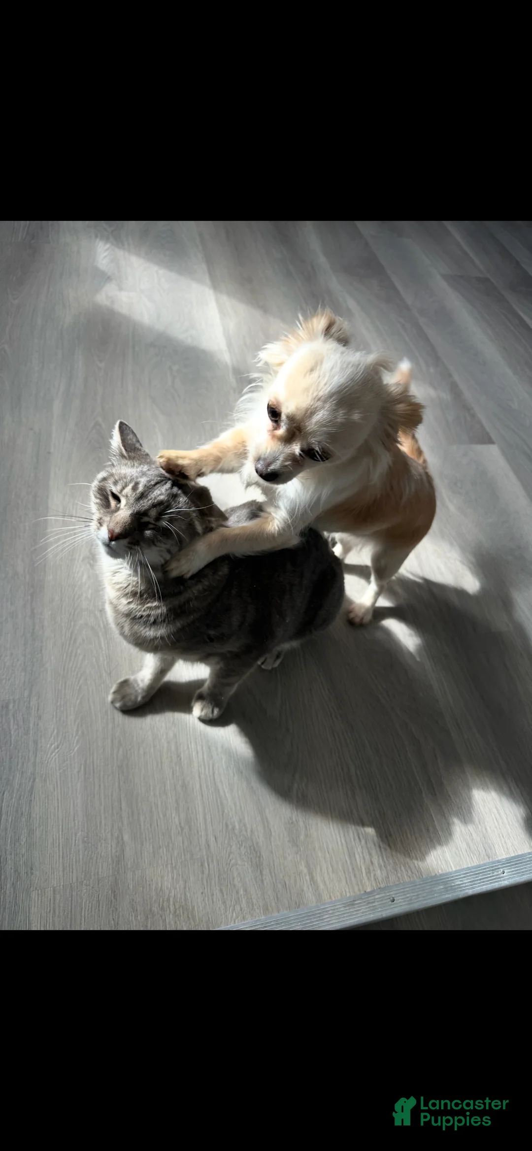 Mixed Breed dogs for sale: Mixed Breed Puppy 1 - Ad 5