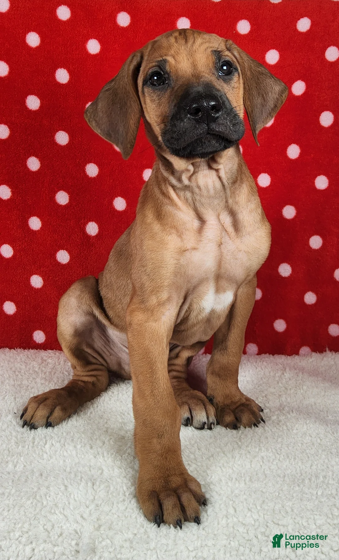 Rhodesian Ridgeback dogs for sale: Maverick - Ad 6
