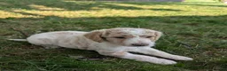 Goldendoodle dogs for sale: Chloe  - Ad 13