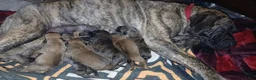 Presa Canario dogs for sale: Presa Canario Puppy 1 - Ad 3