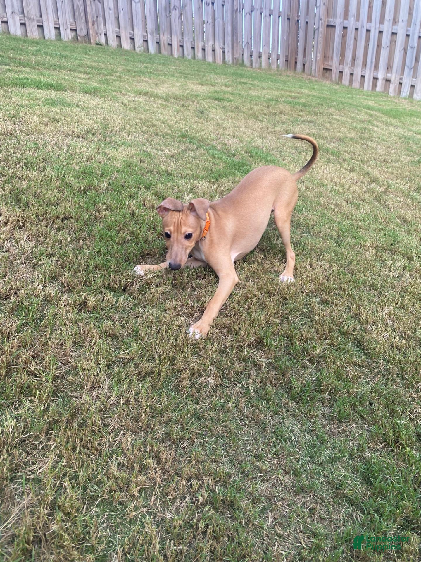Italian Greyhound dogs Mr Orange - Ad 2