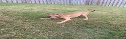Italian Greyhound dogs for sale: Mr Orange - Ad 2