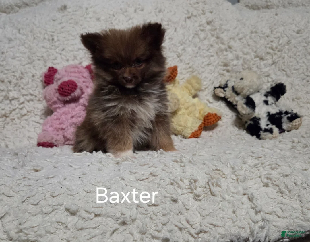 Pomeranian dogs for sale: Baxter - Ad 8
