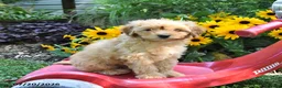 Cockapoo dogs for sale: Bear - Ad 3