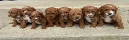 Miniature Poodle dogs for sale: Teddy - Ad 5