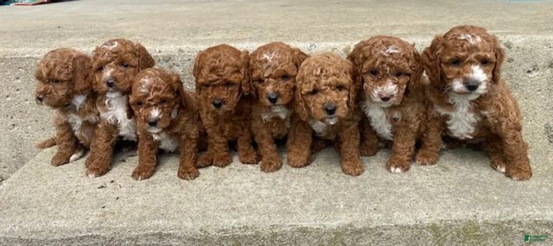 Miniature Poodle dogs for sale: Teddy - Ad 5