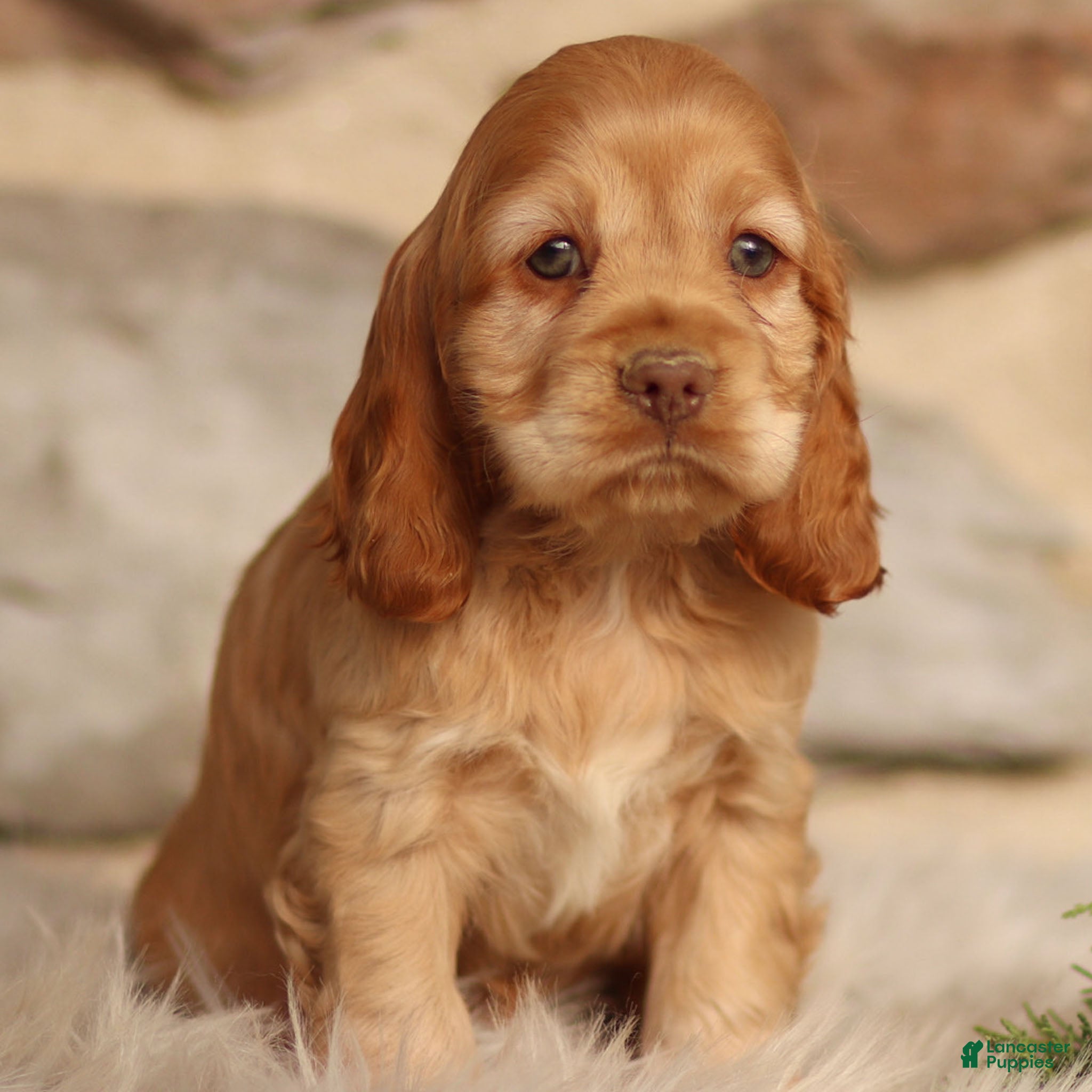 Cocker Spaniel dogs Denver - Ad 10