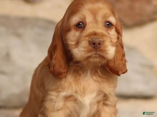 Cocker Spaniel dogs Denver - Ad 13