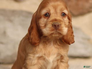 Cocker Spaniel dogs Denver - Ad 31