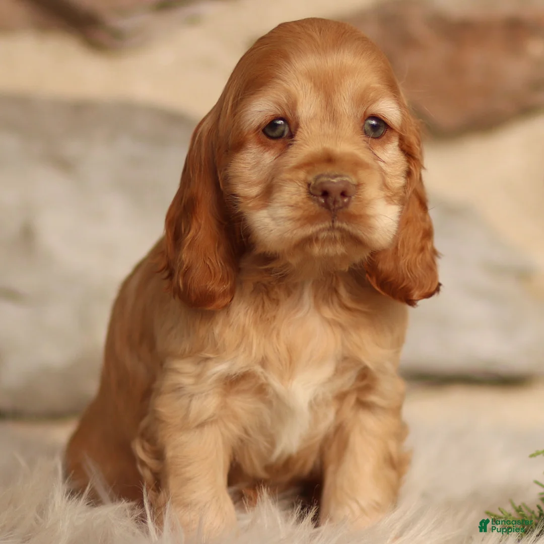 Cocker Spaniel dogs for sale: Denver - Ad 1