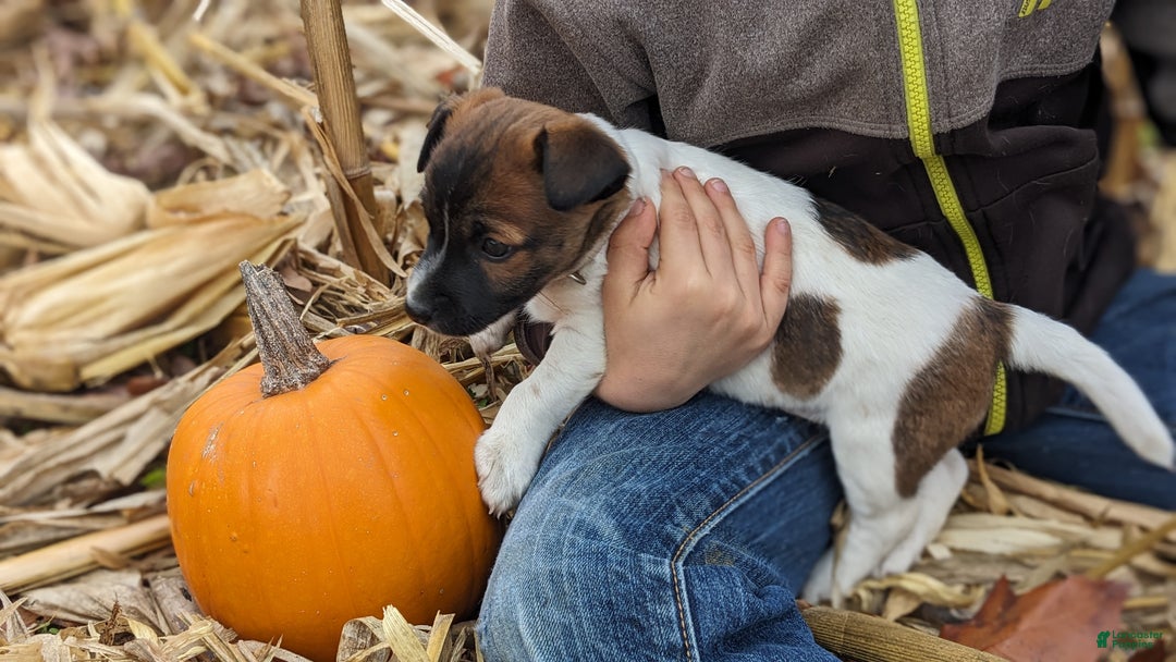 Jack Russell Terrier dogs for sale: Pepsi - Ad 2