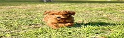 Toy Poodle dogs for sale: Toy Poodle Puppy 1 - Ad 5