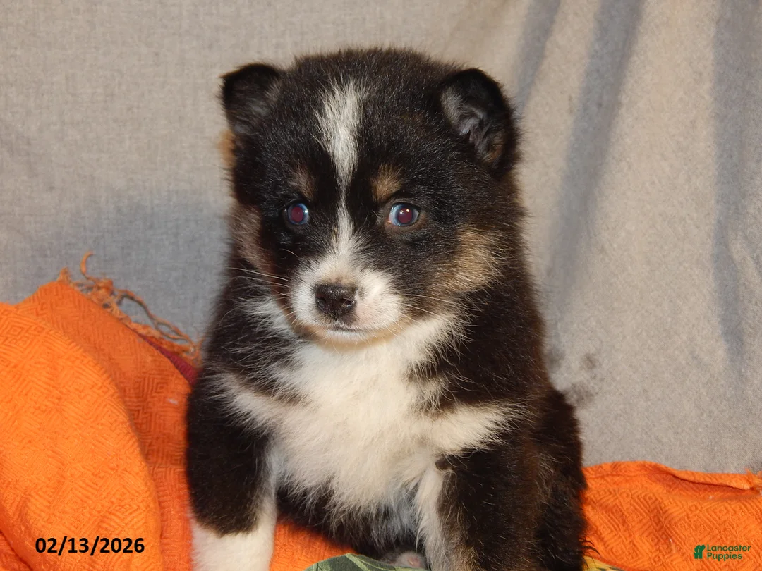 Pomsky dogs for sale: Susie - Ad 2
