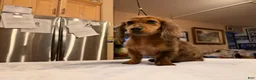 Miniature Dachshund dogs for sale: 2 blue eyes!!! - Ad 12