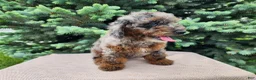 Mini Bernedoodle dogs for sale: Leasha - Ad 9