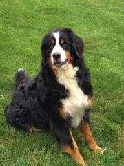 Bailey