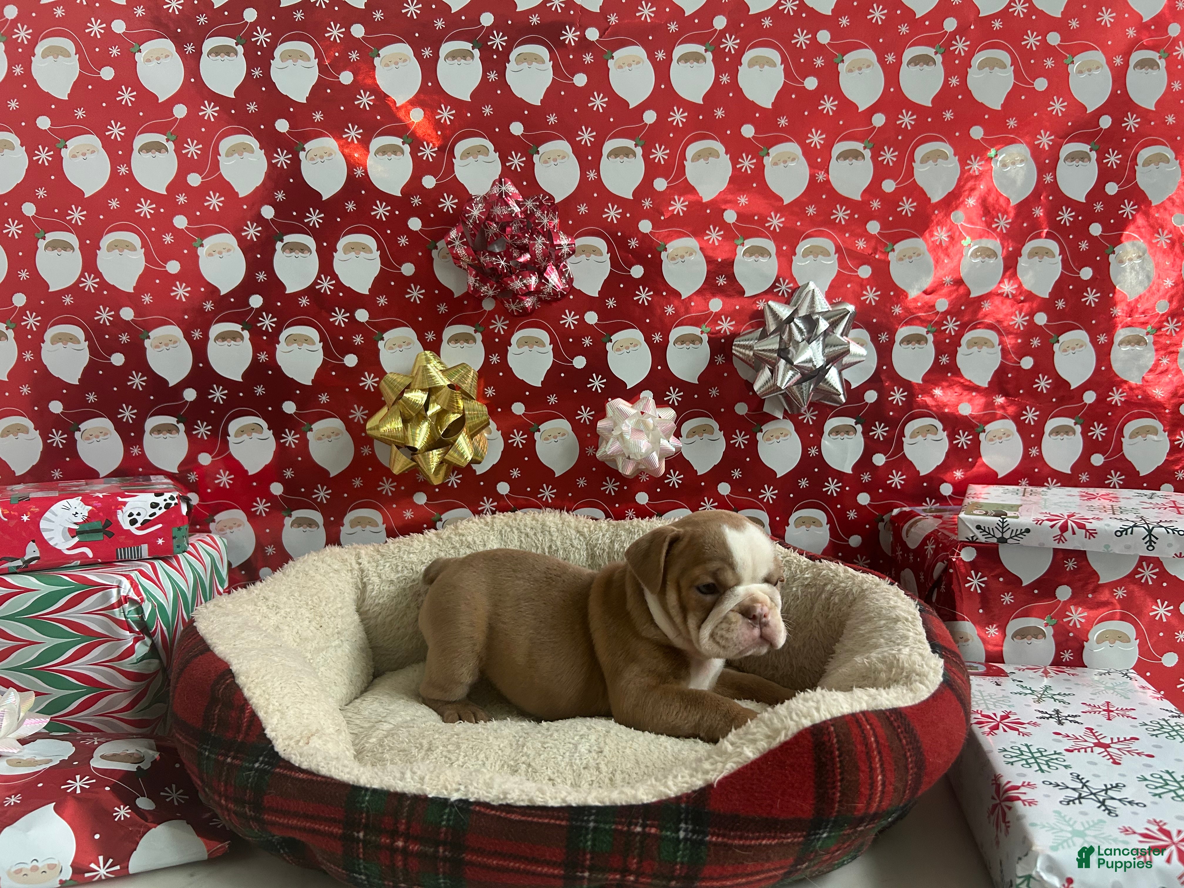 English Bulldog dogs Poppy - Ad 17