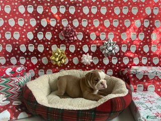 English Bulldog dogs Poppy - Ad 25