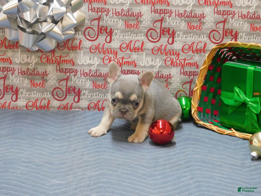 French Bulldog dogs for sale: Benny - Ad 2