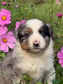 Miniature Australian Shepherd dogs Miles - Ad 40