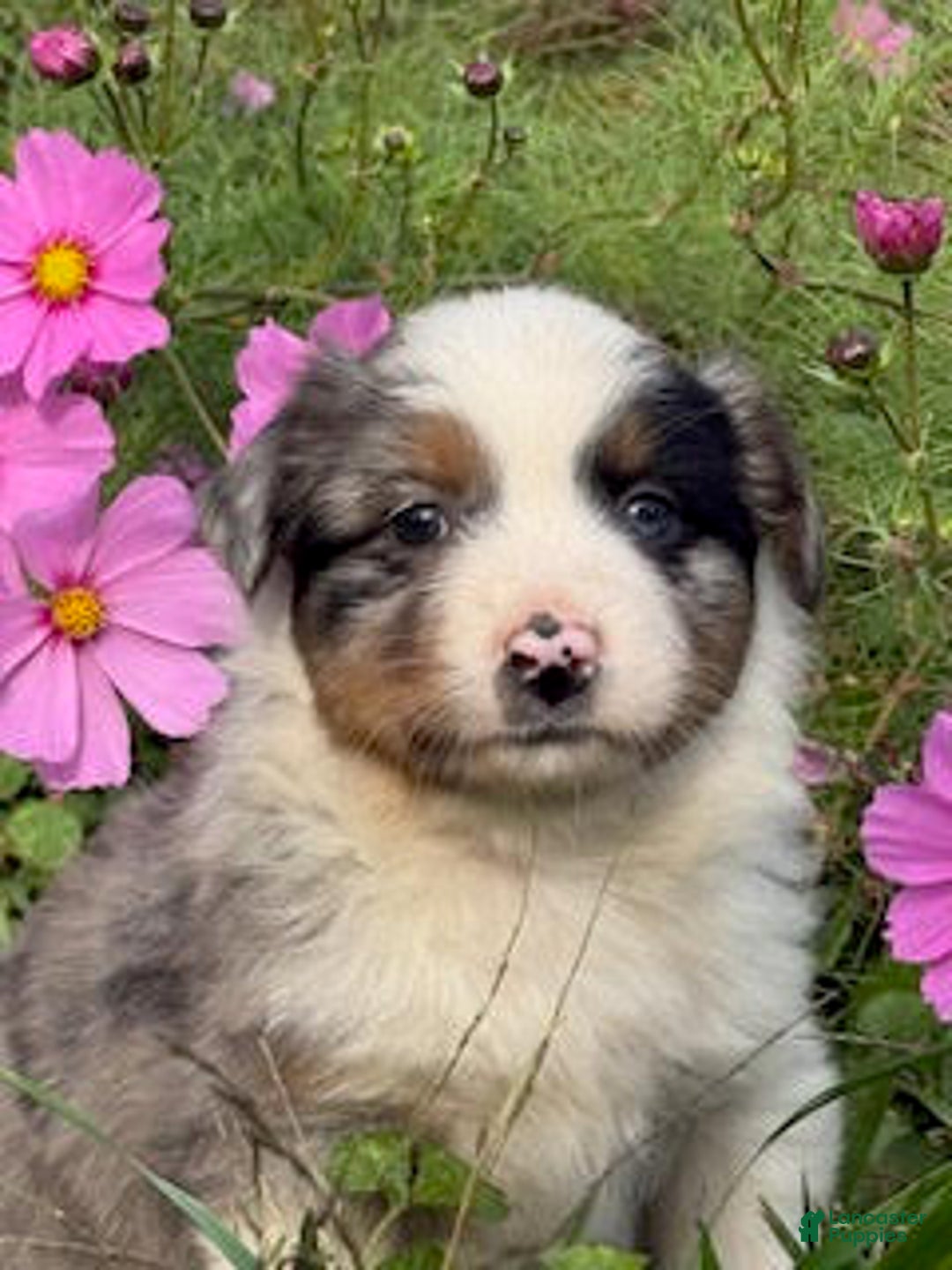 Miniature Australian Shepherd dogs for sale: Miles - Ad 1