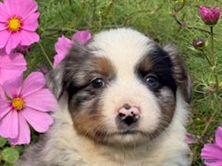 Miniature Australian Shepherd dogs Miles - Ad 29