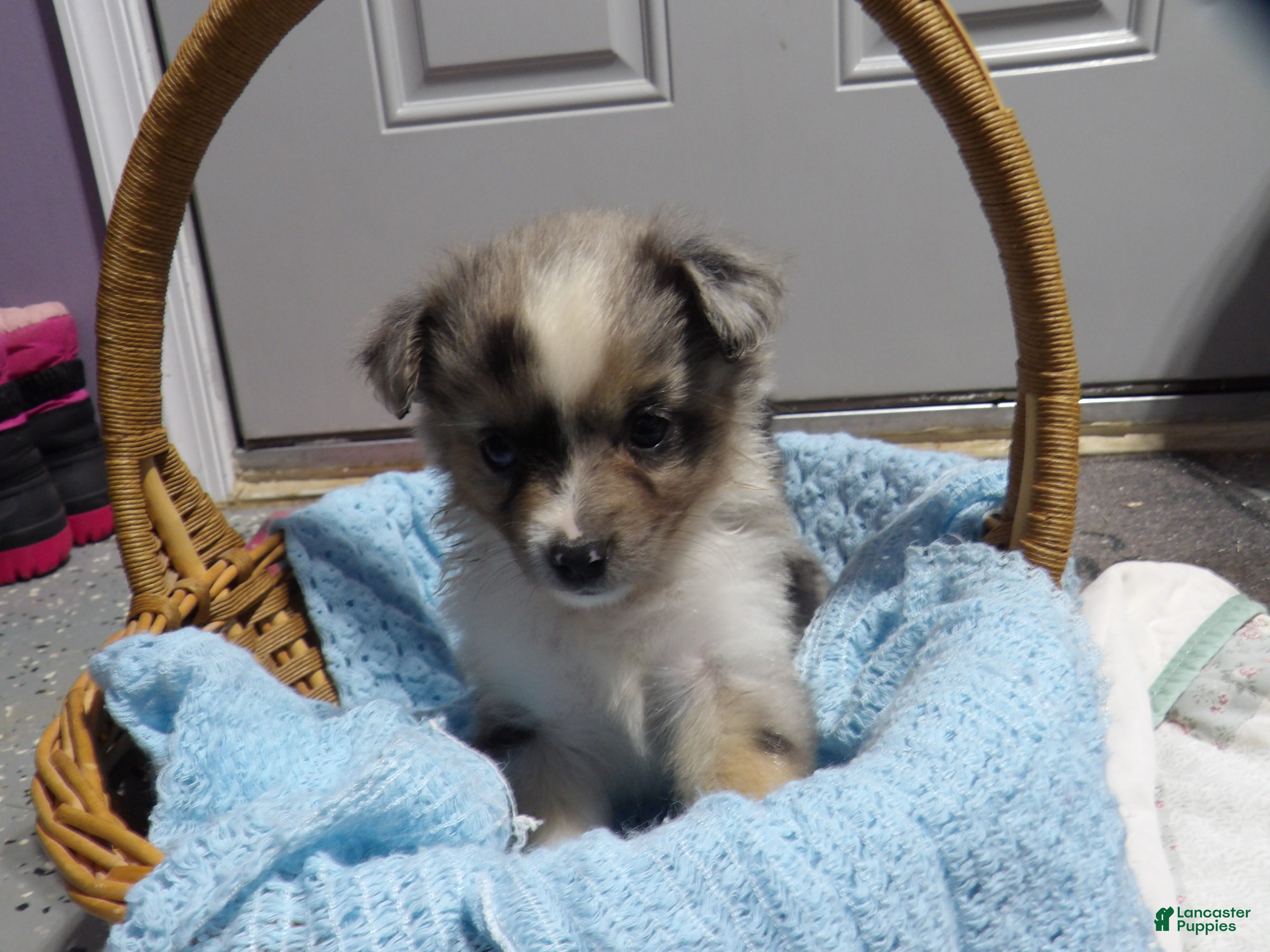 Miniature Australian Shepherd dogs Matt - Ad 1
