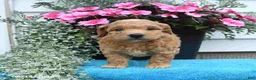 Mini Goldendoodle dogs for sale: Katie - Ad 5