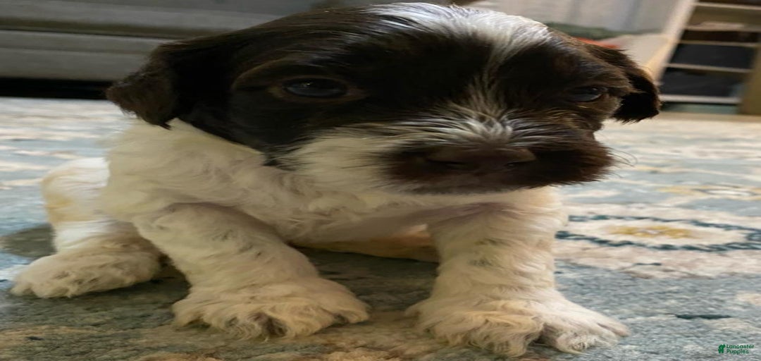 Gallery Image {{count}}