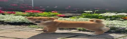 Shiba Inu dogs for sale: Iggy - Ad 4