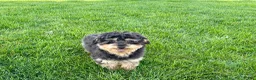 Havapoo dogs for sale: Havapoo - Ad 2