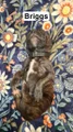 SOLD - Briggs, Brindle English Mastiff Puppy