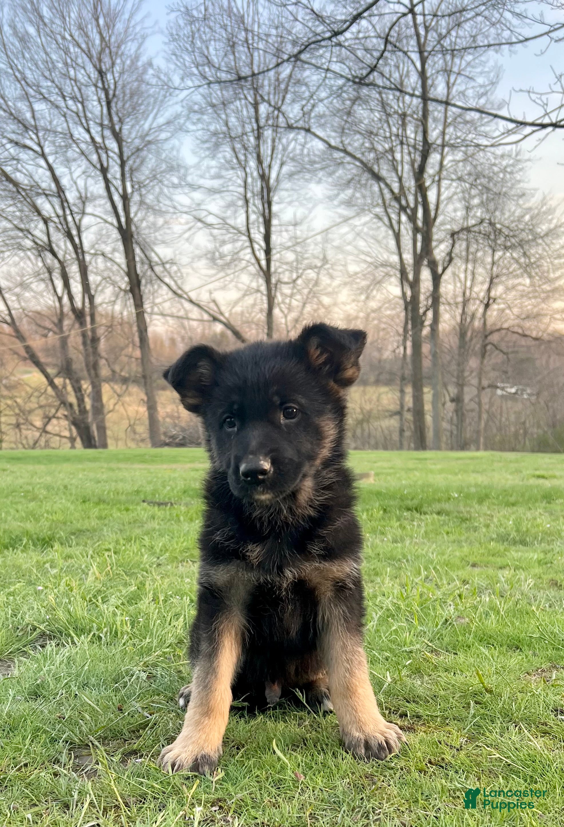German Shepherd dogs Colt - Ad 1