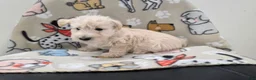 Scottish Terrier dogs for sale: Velma - Ad 3