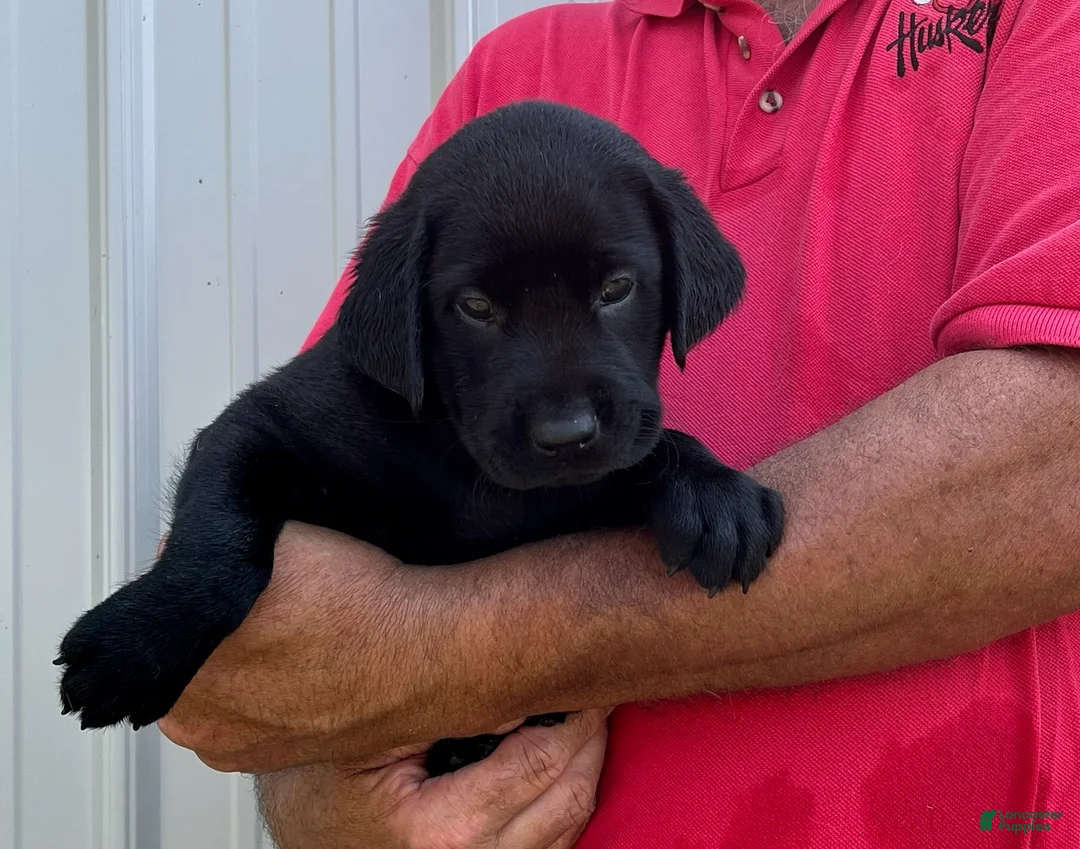 Labrador Retriever dogs for sale: Boy 2 - Ad 1
