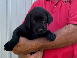 Labrador Retriever dogs Boy 2 - Ad 4