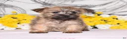 Cairn Terrier dogs for sale: Jilly - Ad 3