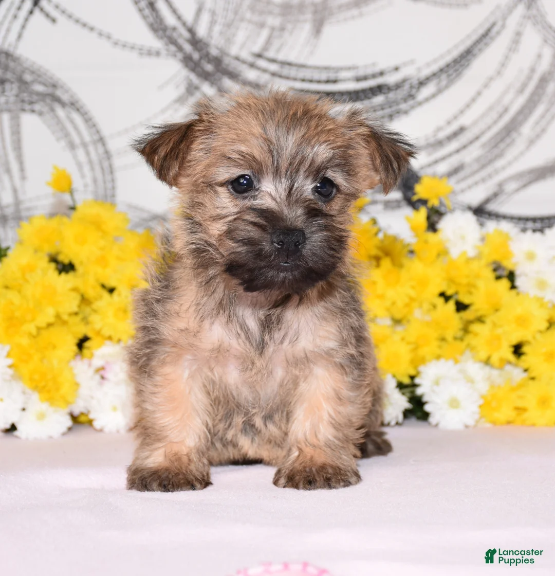 Cairn Terrier dogs for sale: Jilly - Ad 3
