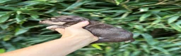 Miniature Schnauzer dogs for sale: Miniature Schnauzer 2 - Ad 3