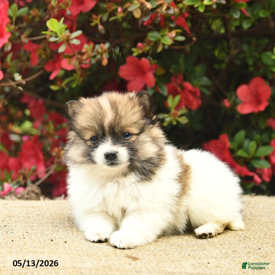 Pomeranian dogs Bluebell  - Ad 1