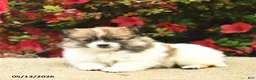 Pomeranian dogs for sale: Bluebell  - Ad 4