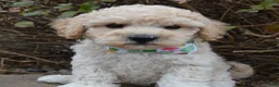 Mini Goldendoodle dogs for sale: Mini Greta - Ad 4