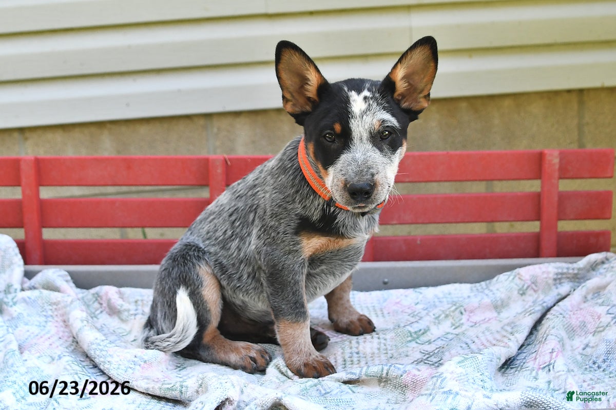 Australian Cattle Dog dogs Flicker - Ad 2