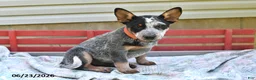 Australian Cattle Dog dogs for sale: Flicker - Ad 2