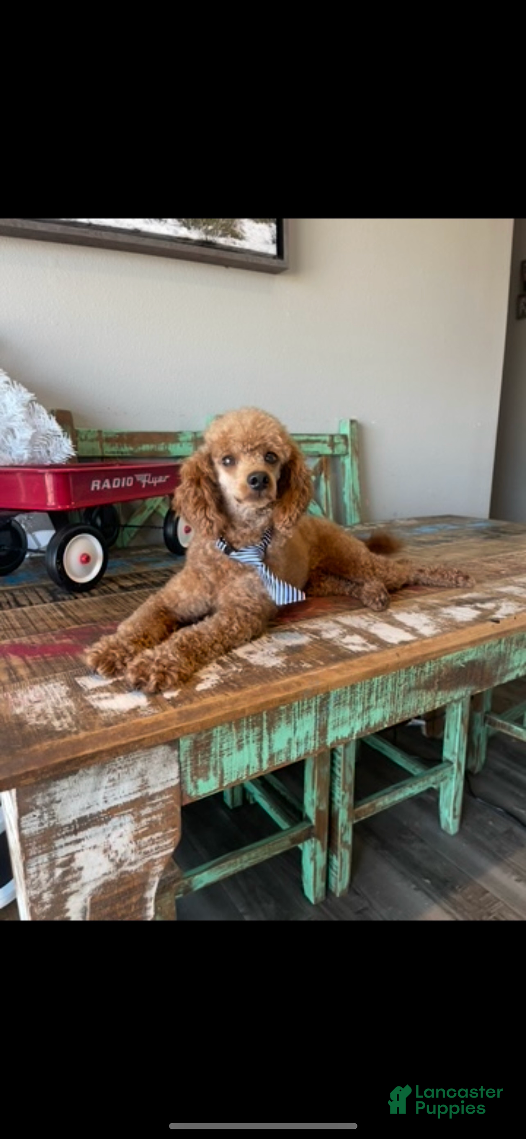 Toy Poodle dogs for sale: Akc Clear Red Boy Milo - Ad 2