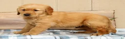 Golden Retriever dogs for sale: Ben - Ad 8