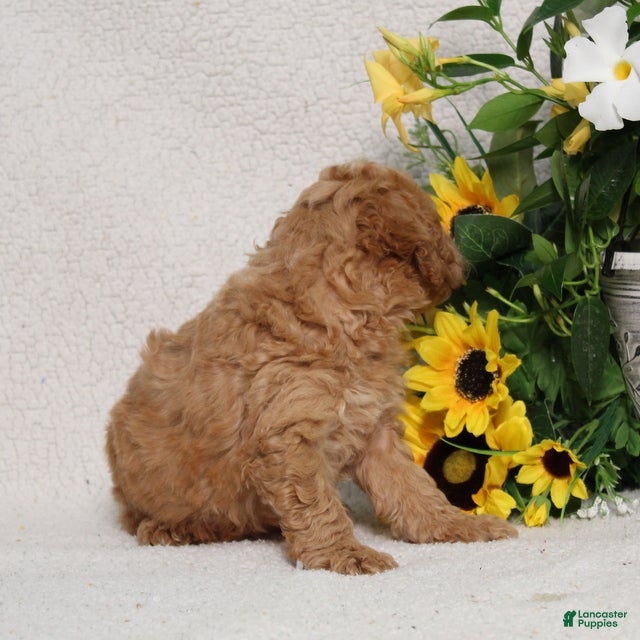Mini Goldendoodle dogs for sale: Vance - Ad 5